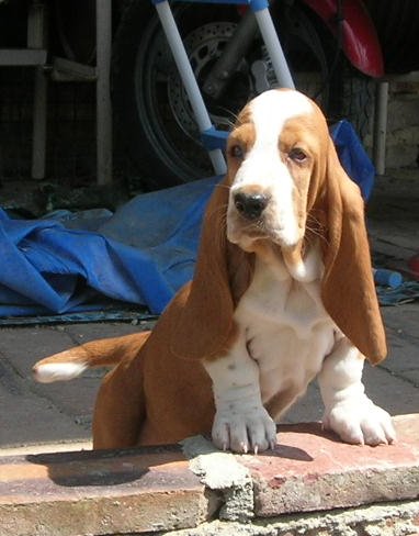 Publication : du Clos Dominant