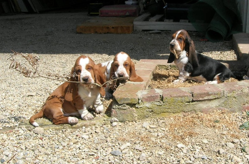 Publication : du Clos Dominant