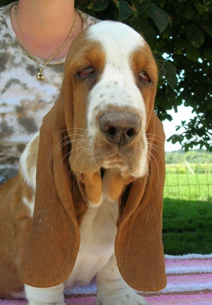 Publication : du Clos Dominant