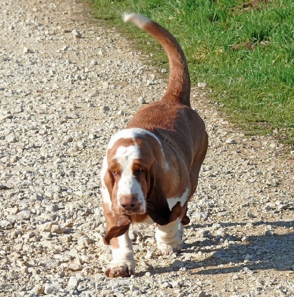 Publication : du Clos Dominant