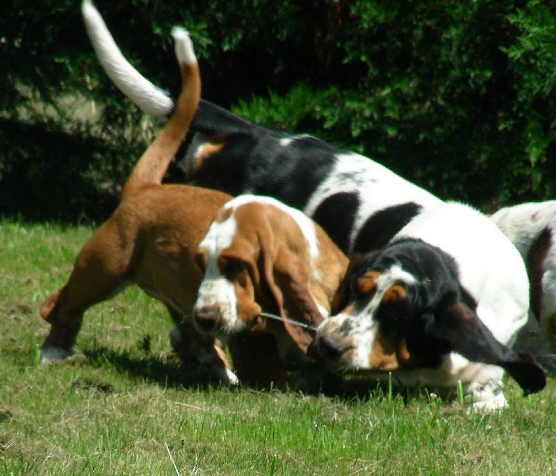 Publication : du Clos Dominant