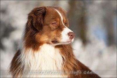 Publication : De l'étang de pincemaille Auteur : S. Gädke