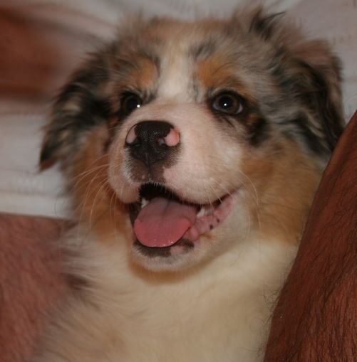 Constance dite couady De l'étang de pincemaille