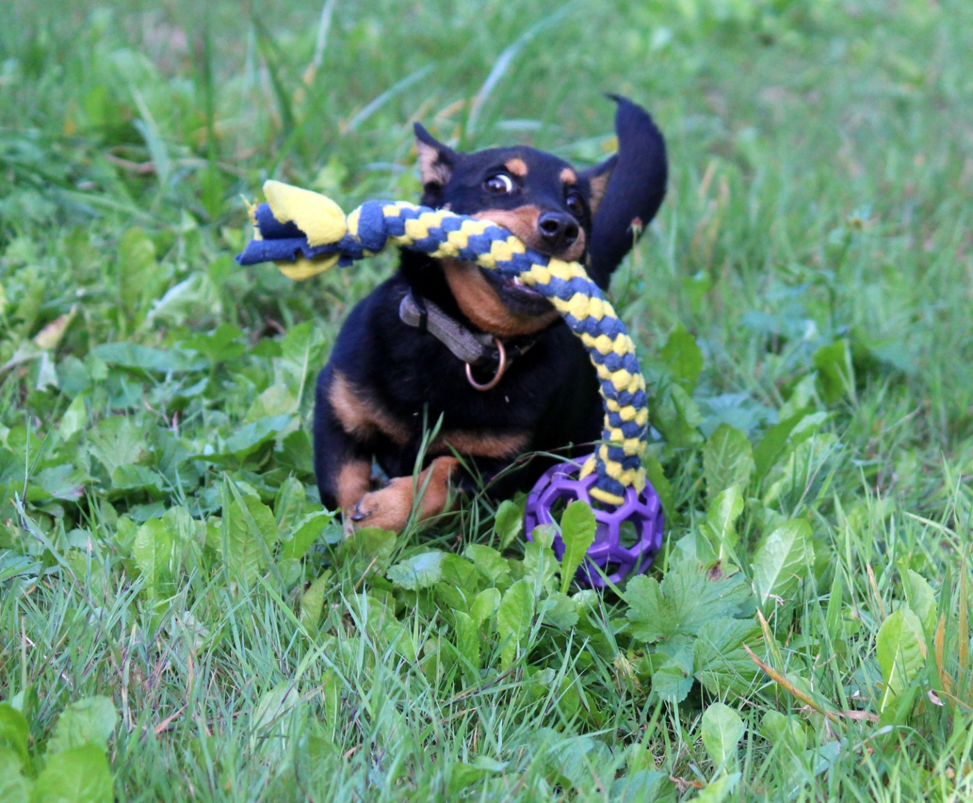 A woodstock'69 joe cocker De l'étang de pincemaille
