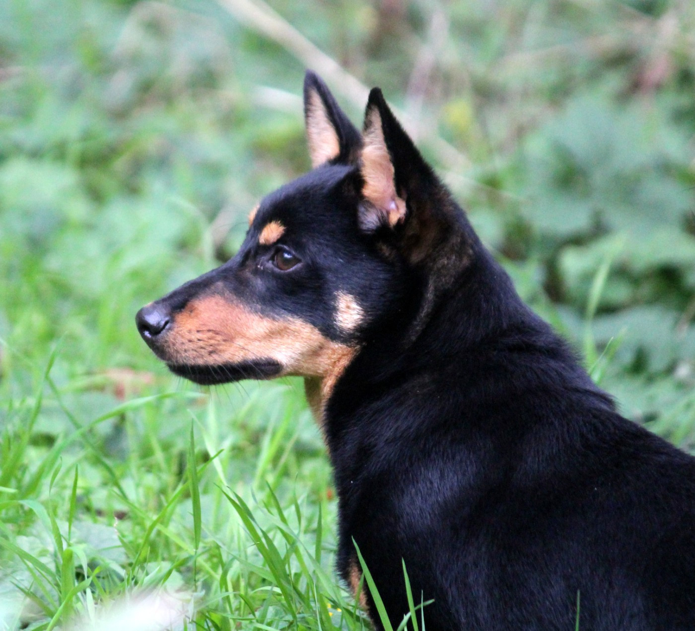 A woodstock'69 joe cocker De l'étang de pincemaille