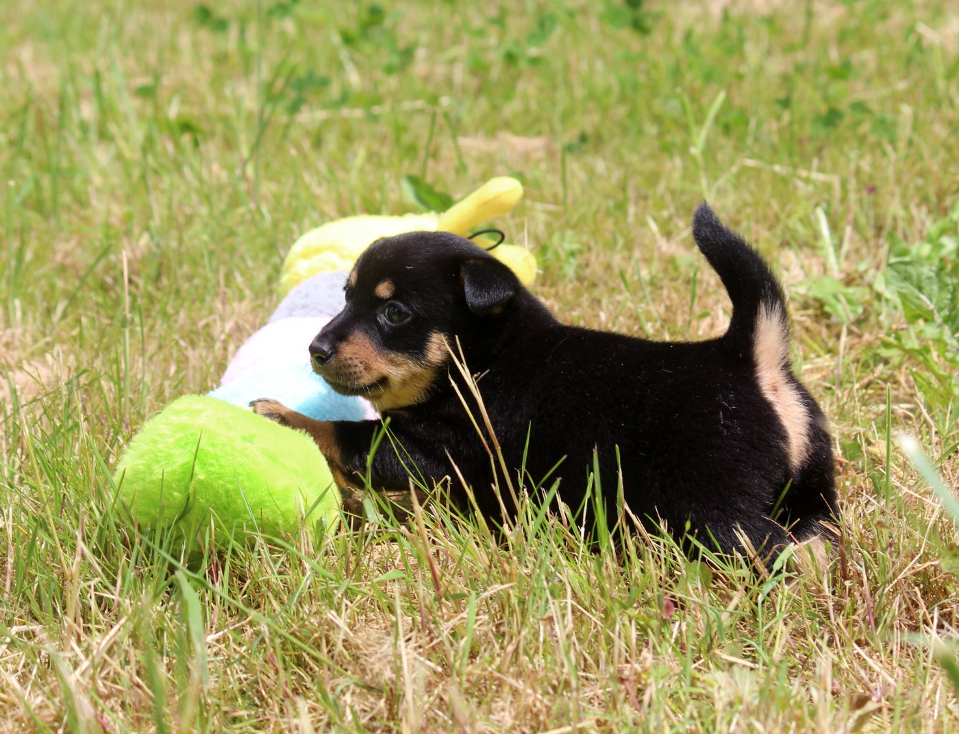 A woodstock'69 joe cocker De l'étang de pincemaille