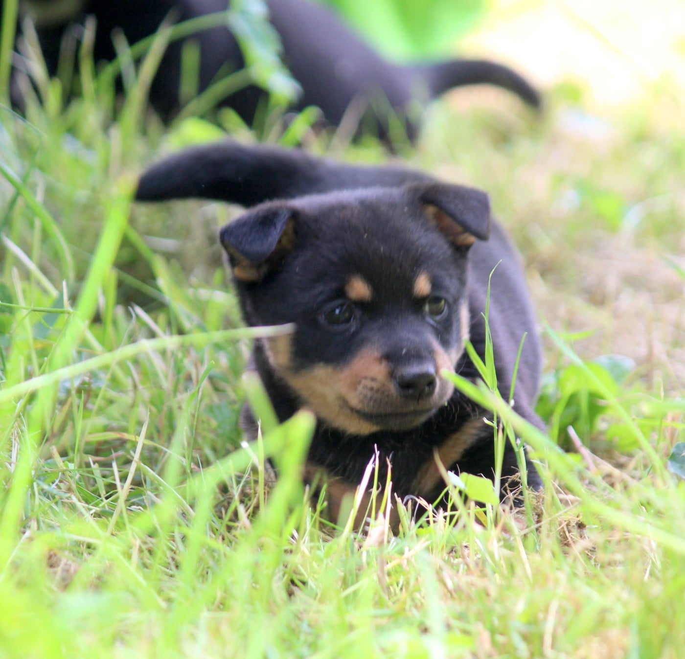 A woodstock'69 joe cocker De l'étang de pincemaille