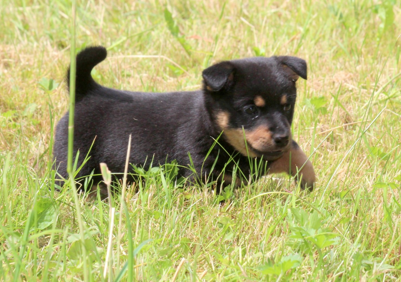 A woodstock'69 joe cocker De l'étang de pincemaille