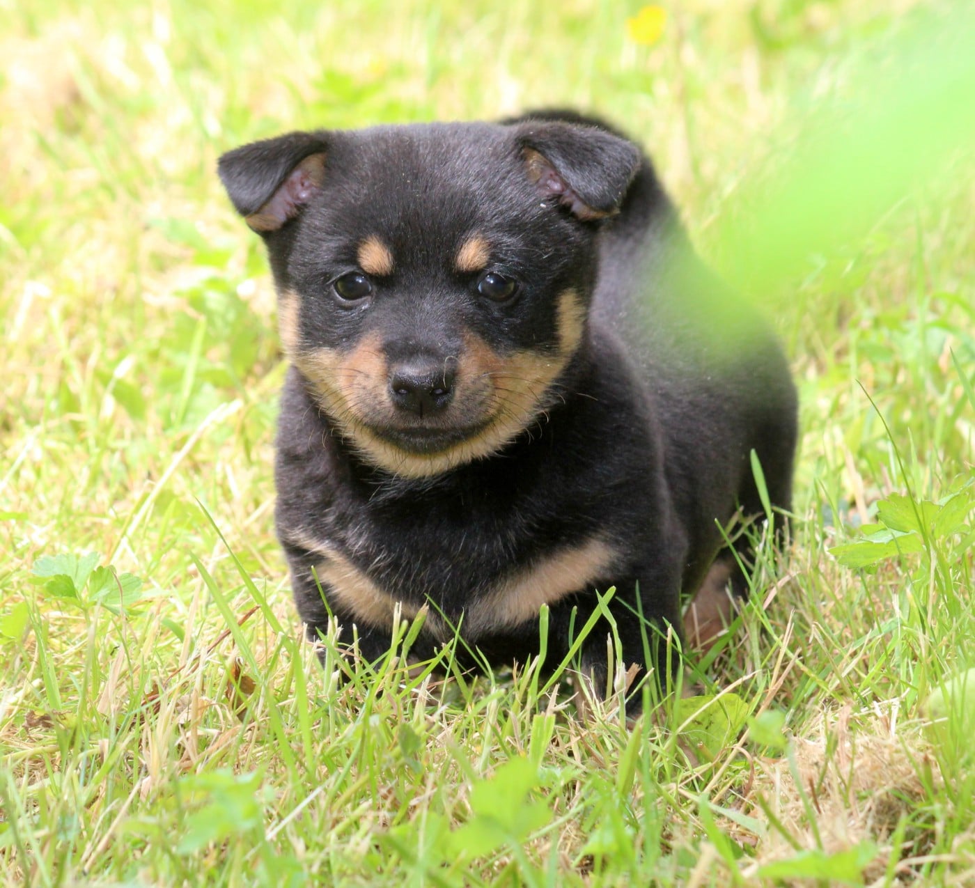 A woodstock'69 joe cocker De l'étang de pincemaille