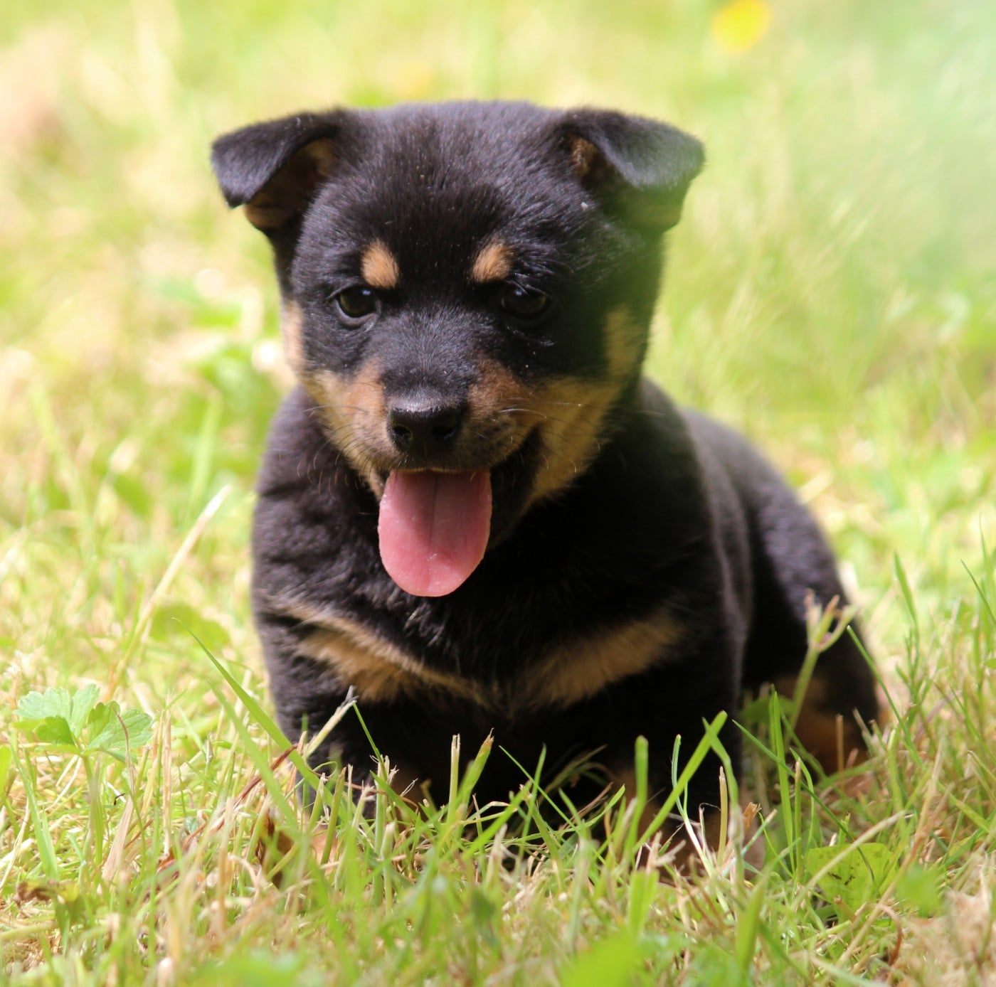 A woodstock'69 joe cocker De l'étang de pincemaille