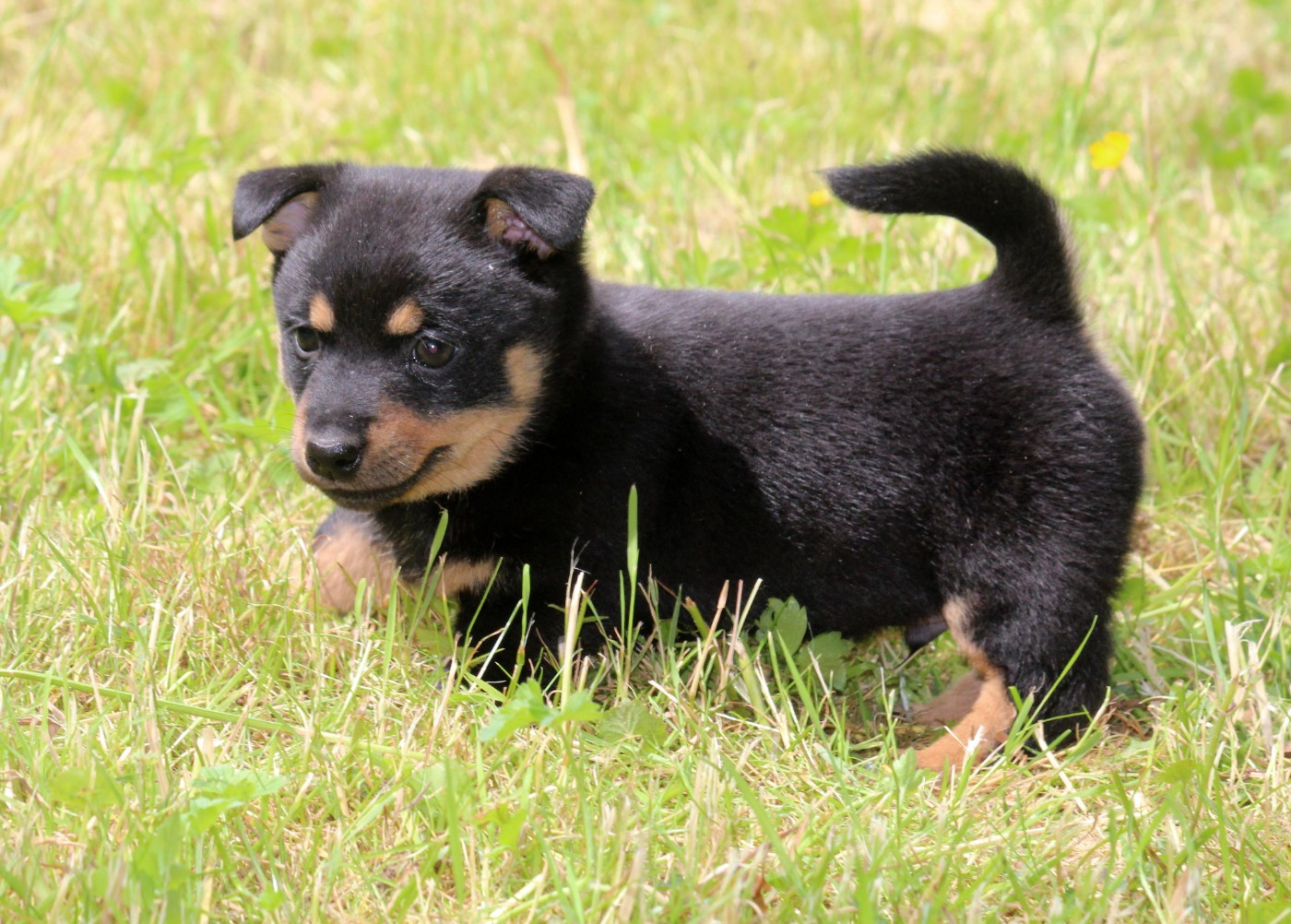 A woodstock'69 joe cocker De l'étang de pincemaille