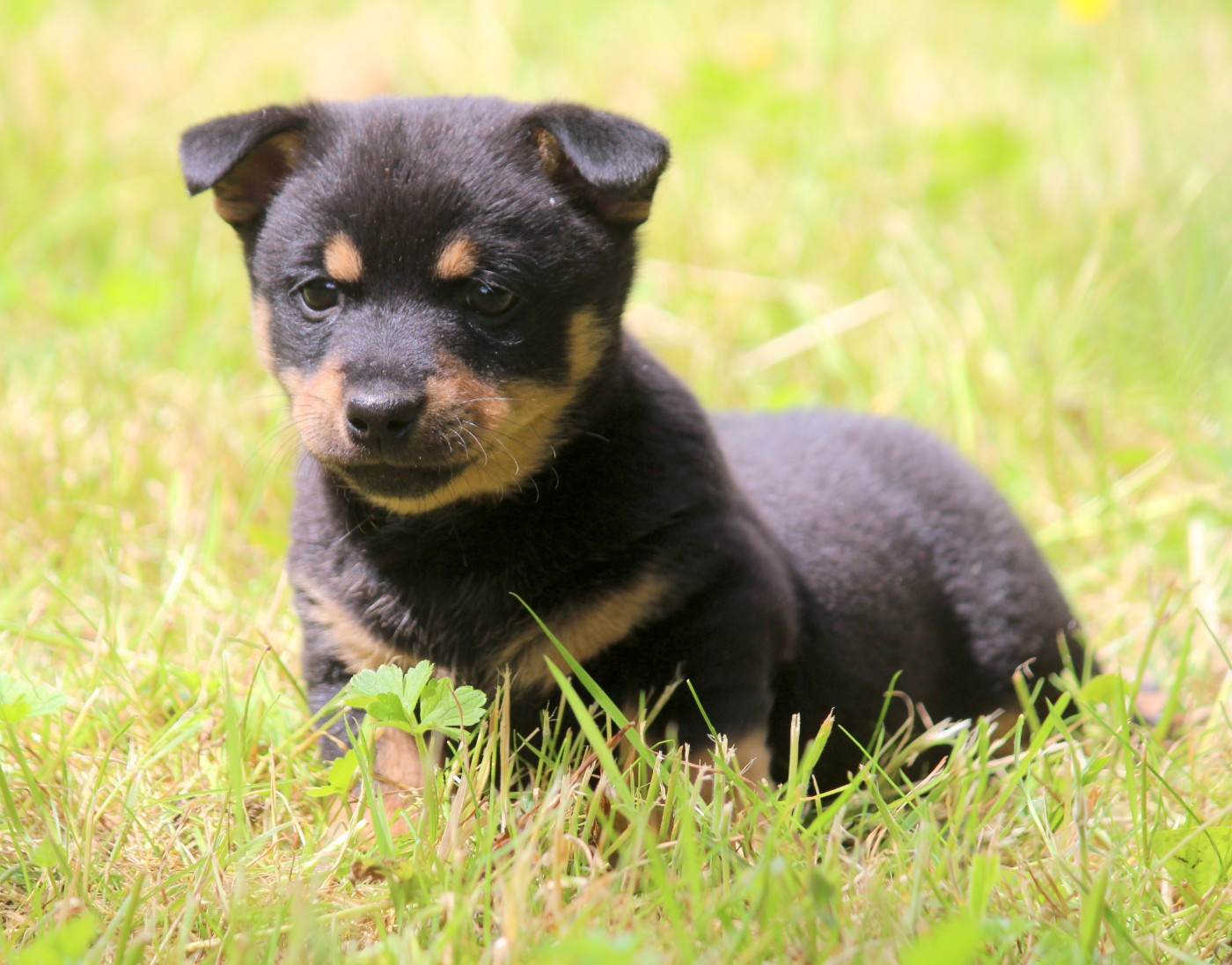 A woodstock'69 joe cocker De l'étang de pincemaille