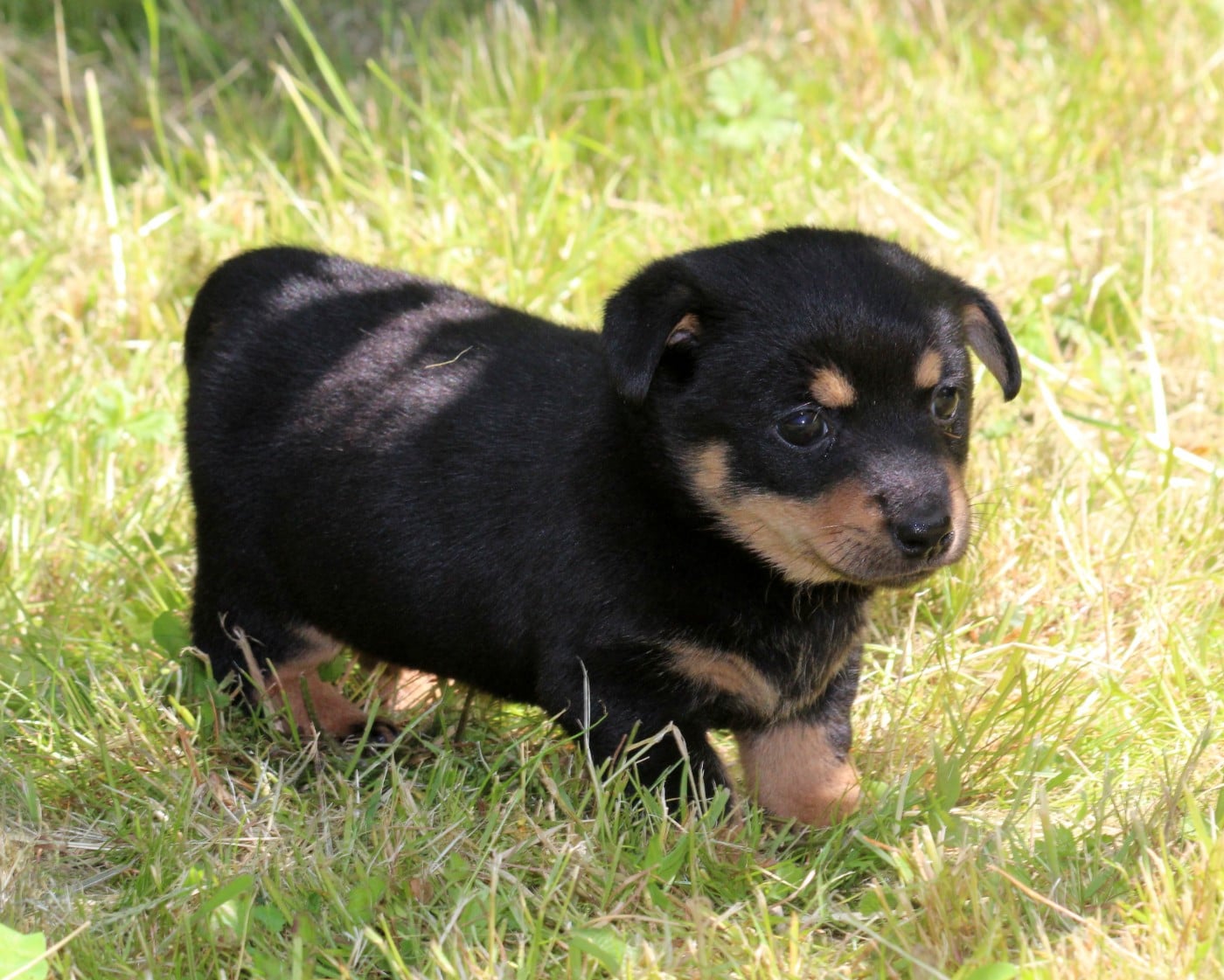 A woodstock'69 joe cocker De l'étang de pincemaille