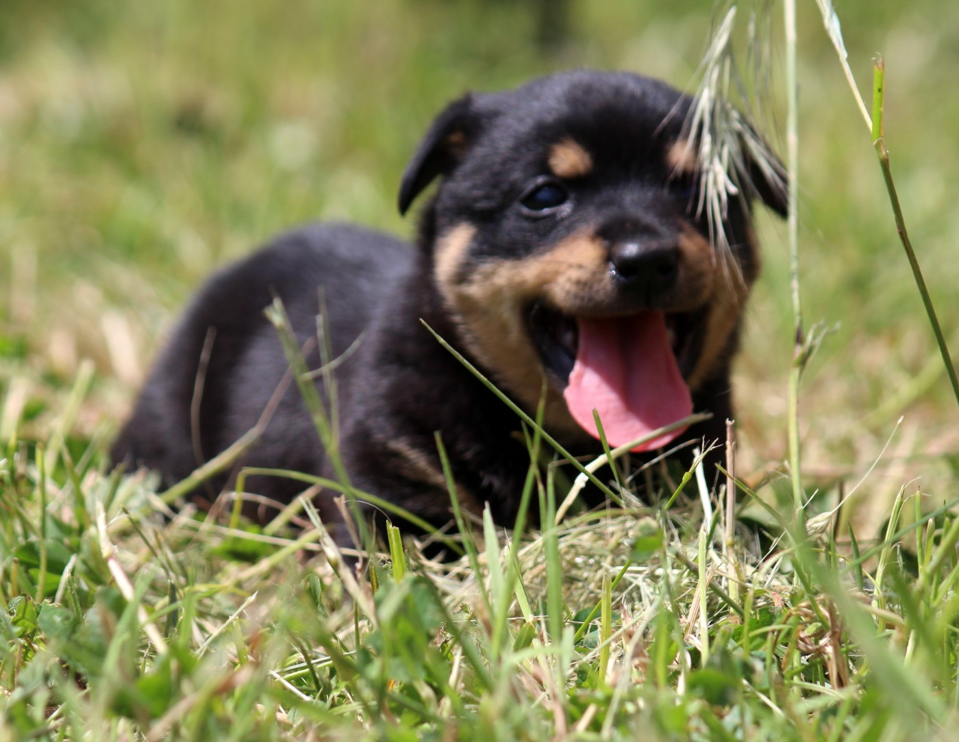A woodstock'69 joe cocker De l'étang de pincemaille