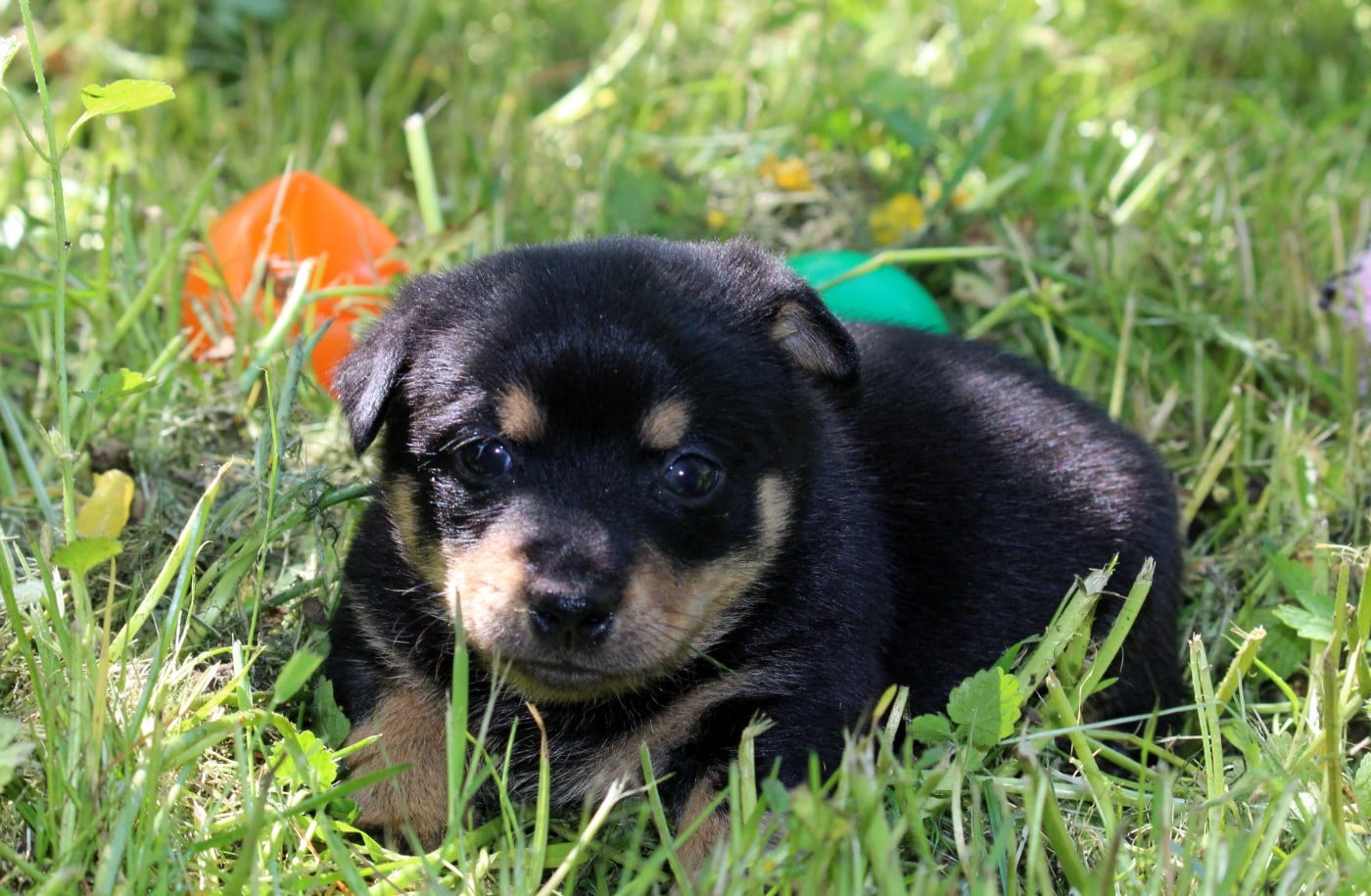 A woodstock'69 joe cocker De l'étang de pincemaille