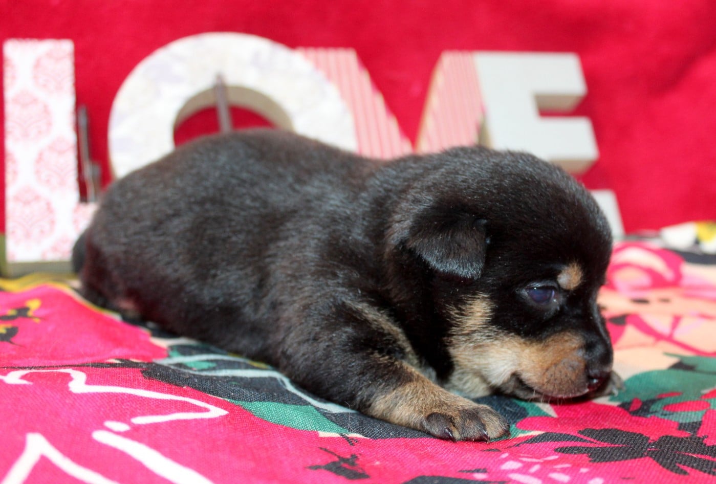 A woodstock'69 joe cocker De l'étang de pincemaille