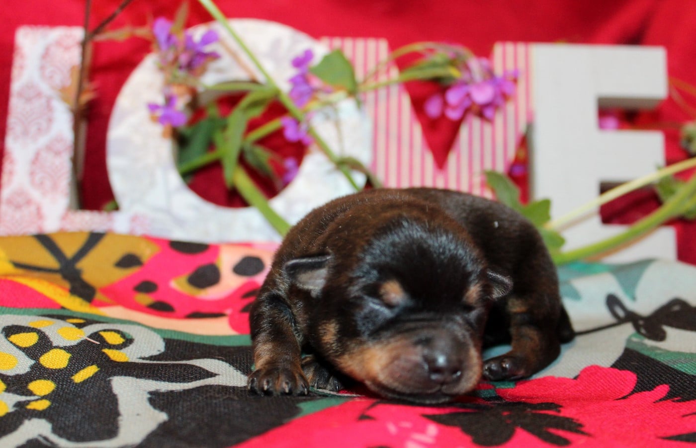 A woodstock'69 joe cocker De l'étang de pincemaille