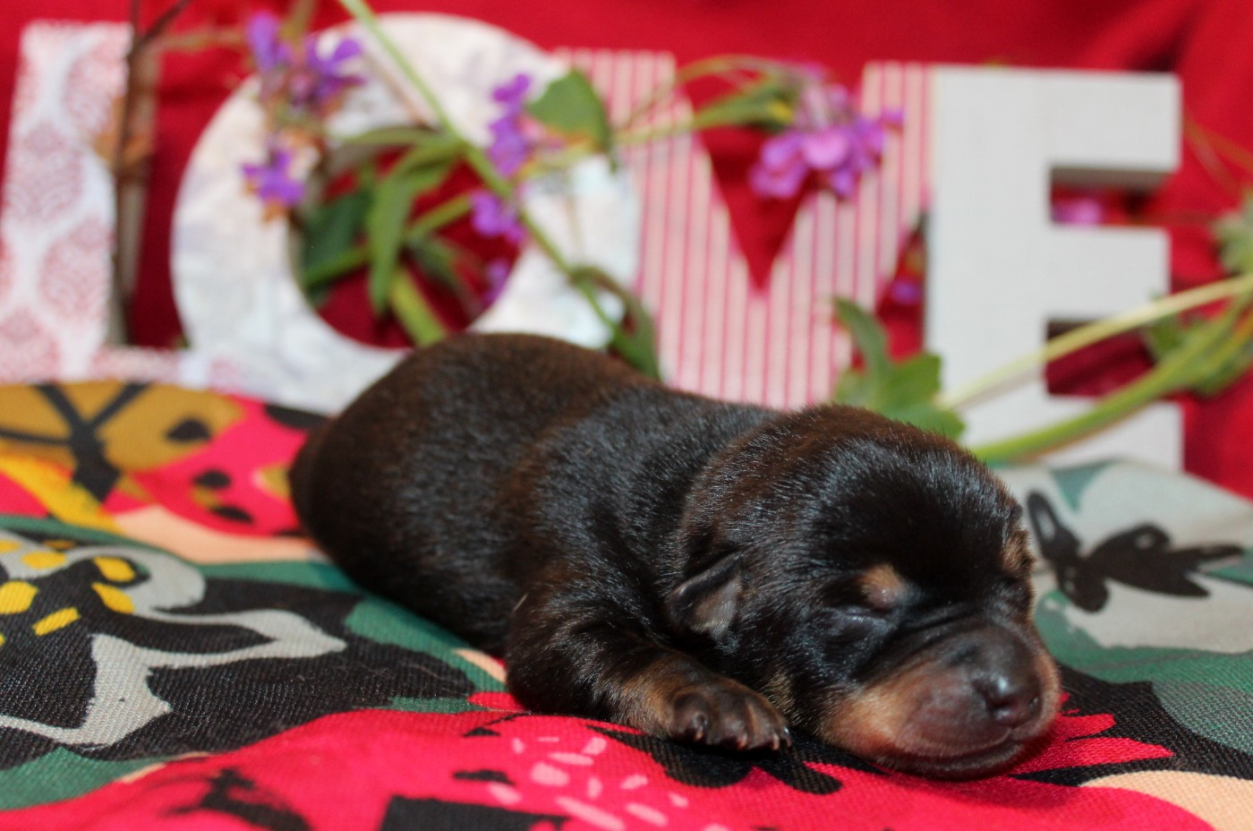 A woodstock'69 joe cocker De l'étang de pincemaille