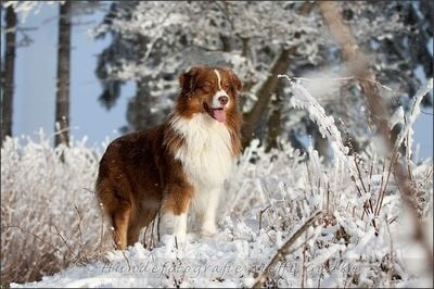 Publication : De l'étang de pincemaille Auteur : S. Gädke