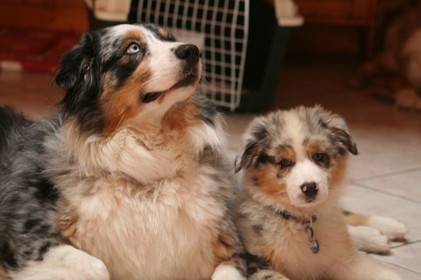 Constance dite couady De l'étang de pincemaille