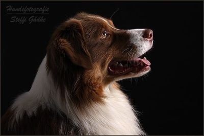 Publication : De l'étang de pincemaille Auteur : S. Gädke