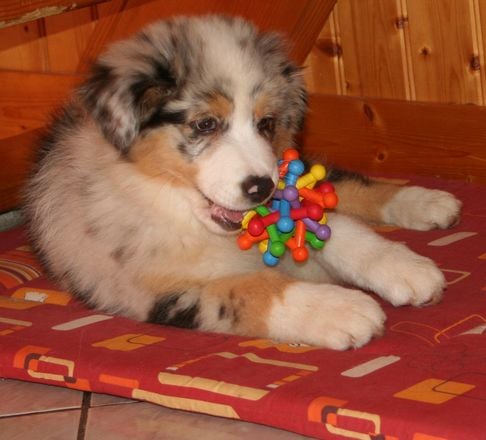 Constance dite couady De l'étang de pincemaille