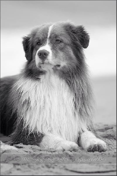 Publication : De l'étang de pincemaille Auteur : S. Gädke