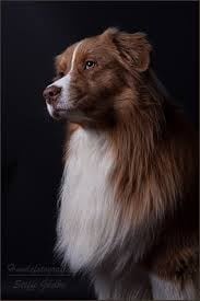 Publication : De l'étang de pincemaille Auteur : S. Gädke