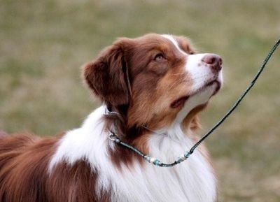 Publication : De l'étang de pincemaille Auteur : S. Gädke