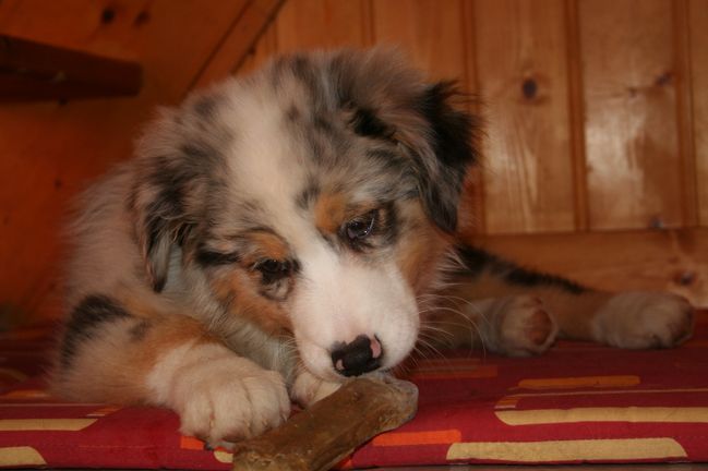 Constance dite couady De l'étang de pincemaille