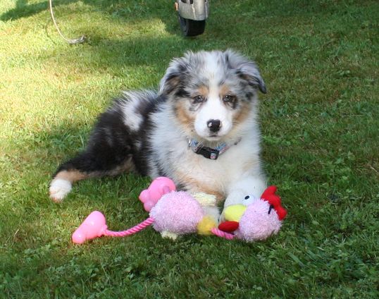 Constance dite couady De l'étang de pincemaille