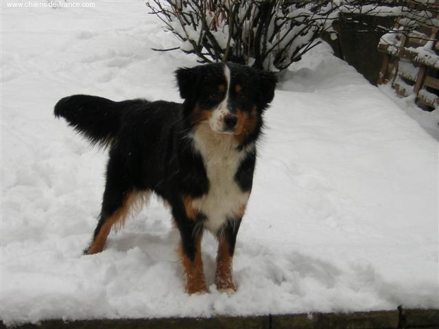 Vanille des iles De l'étang de pincemaille - 2è excellente classe jeunes