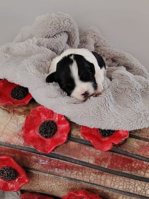 Les chiots de Bichon Havanais