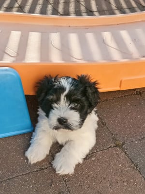 Les chiots de Bichon Havanais