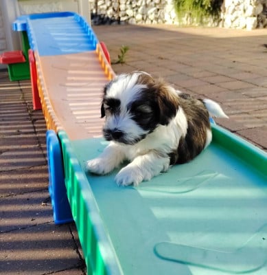 Les chiots de Bichon Havanais