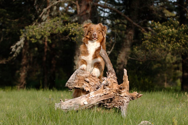 Publication : au coeur du verdon