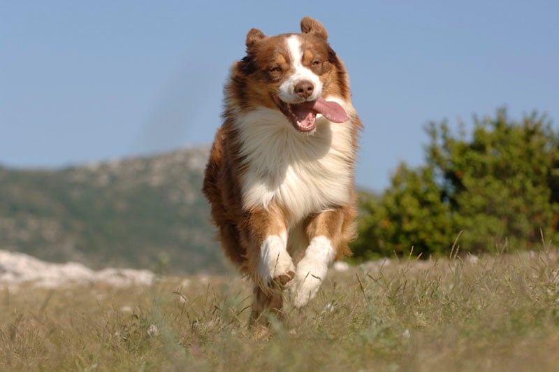 Publication : au coeur du verdon