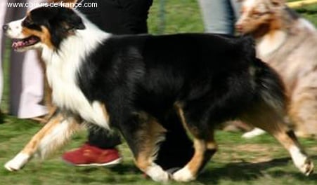 Velvet glove dit vaiko de La ferme de biesse - 3 eme excellent en classe ouverte male