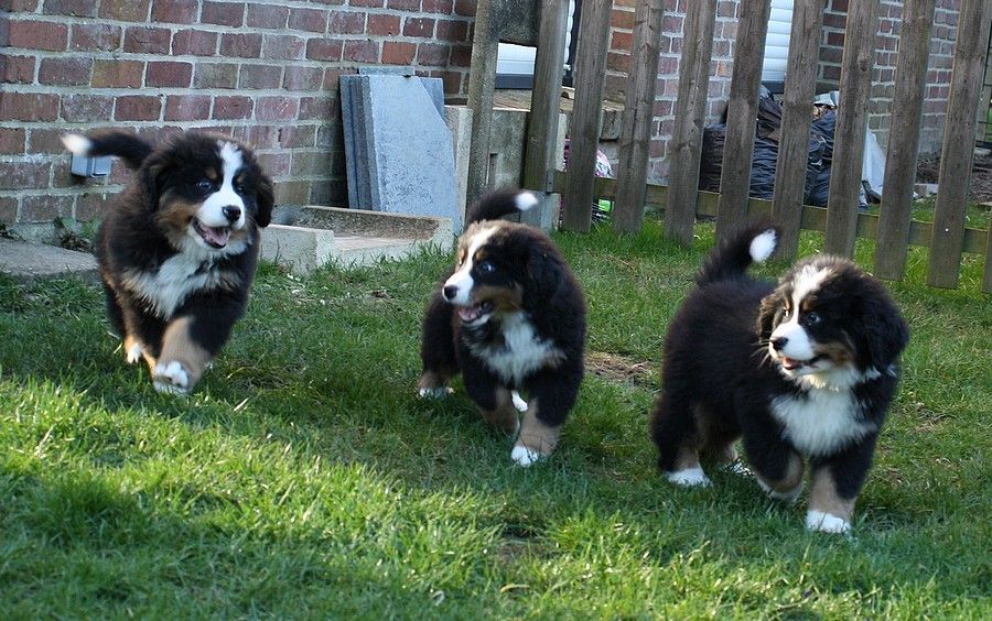 Accueil Bouviers Bernois Elevage Familial Nord Pas de Calais