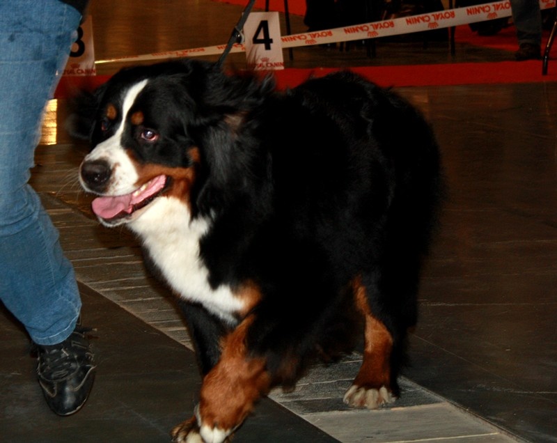Foehn de La Balade du Briantais - Excellent classe Intermédiaire