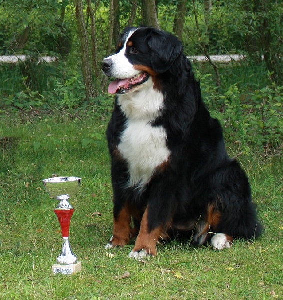 C.bee de La Balade du Briantais - 1ere Exc CACS CACIB