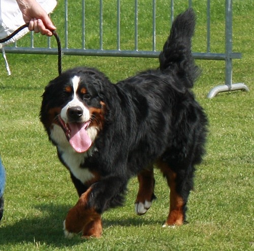 Foehn de La Balade du Briantais - 1ère Exc Meilleure Jeune