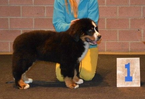 Jackpot junior de La Balade du Briantais - 1er Très Prometteur Meilleur Baby