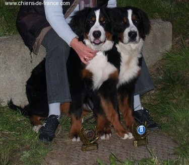 C.bee de La Balade du Briantais - Très prometteur