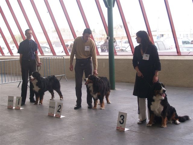 C.bee de La Balade du Briantais - 1ere Excellent CACS