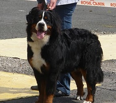 Foehn de La Balade du Briantais - 5 ème Très Bon