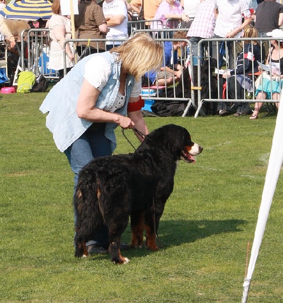 Foehn de La Balade du Briantais - 2ème Excellent Classe jeunes femelles