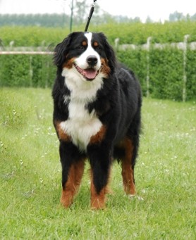 C.bee de La Balade du Briantais - 1 ere Excellent