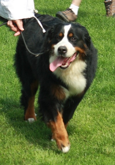 C.bee de La Balade du Briantais - 1ère Exc C.A.C.S