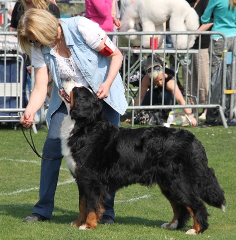 C.bee de La Balade du Briantais - 1er Exc CACS BOB (Meilleure de race)